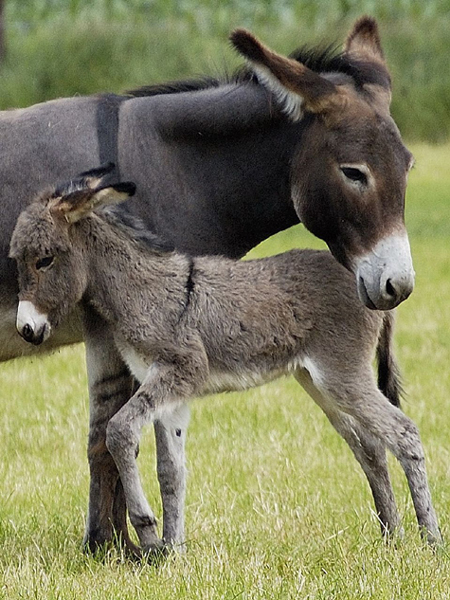 donkey-foal-and-mom-3