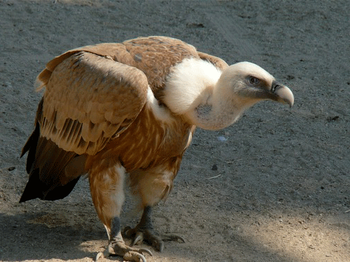 griffin vulture