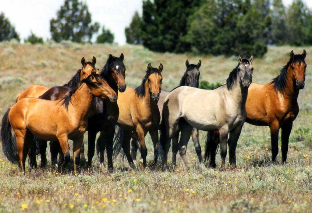 horse-herd
