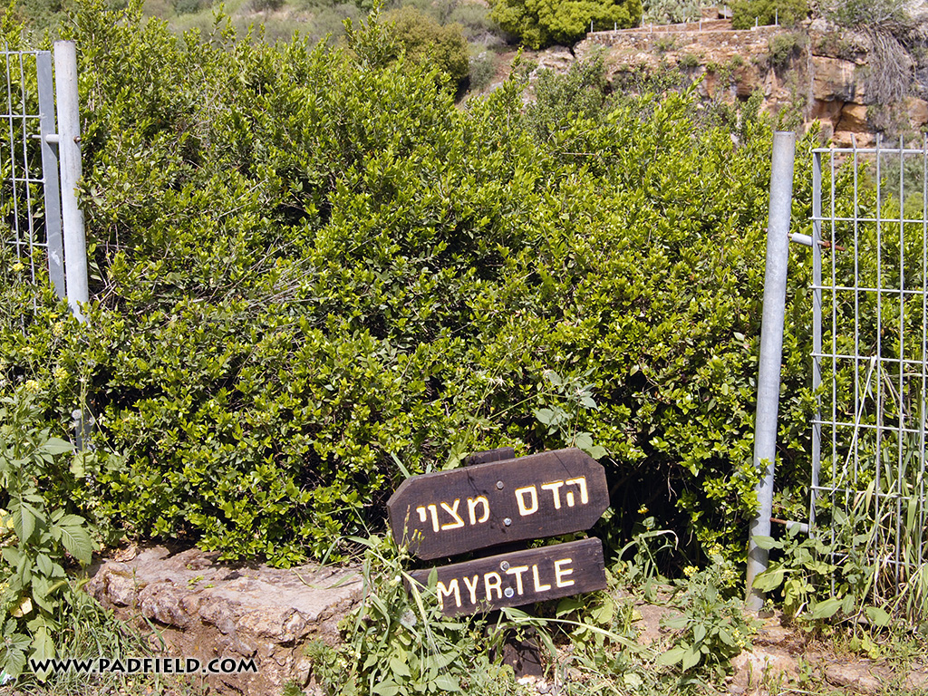 myrtle-tree-at-dan-israel-01