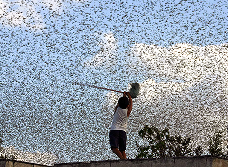 swarm-desert-locusts